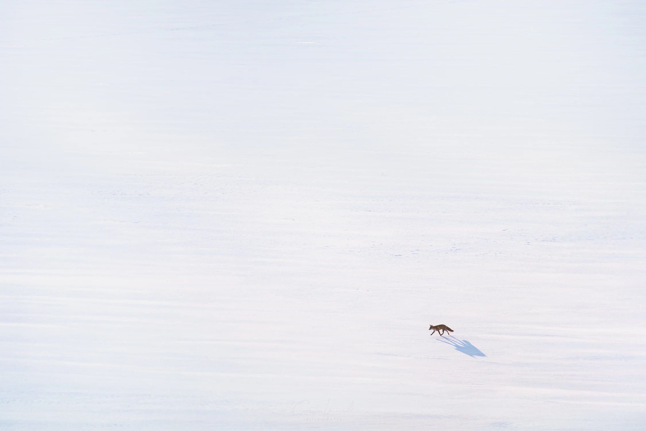 Lis minimalistycznie