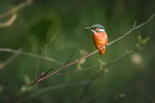 Zimorodek
