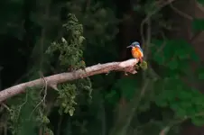 Zimorodek