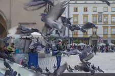 lord of the pigeons