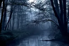 Poranek na mokradłach