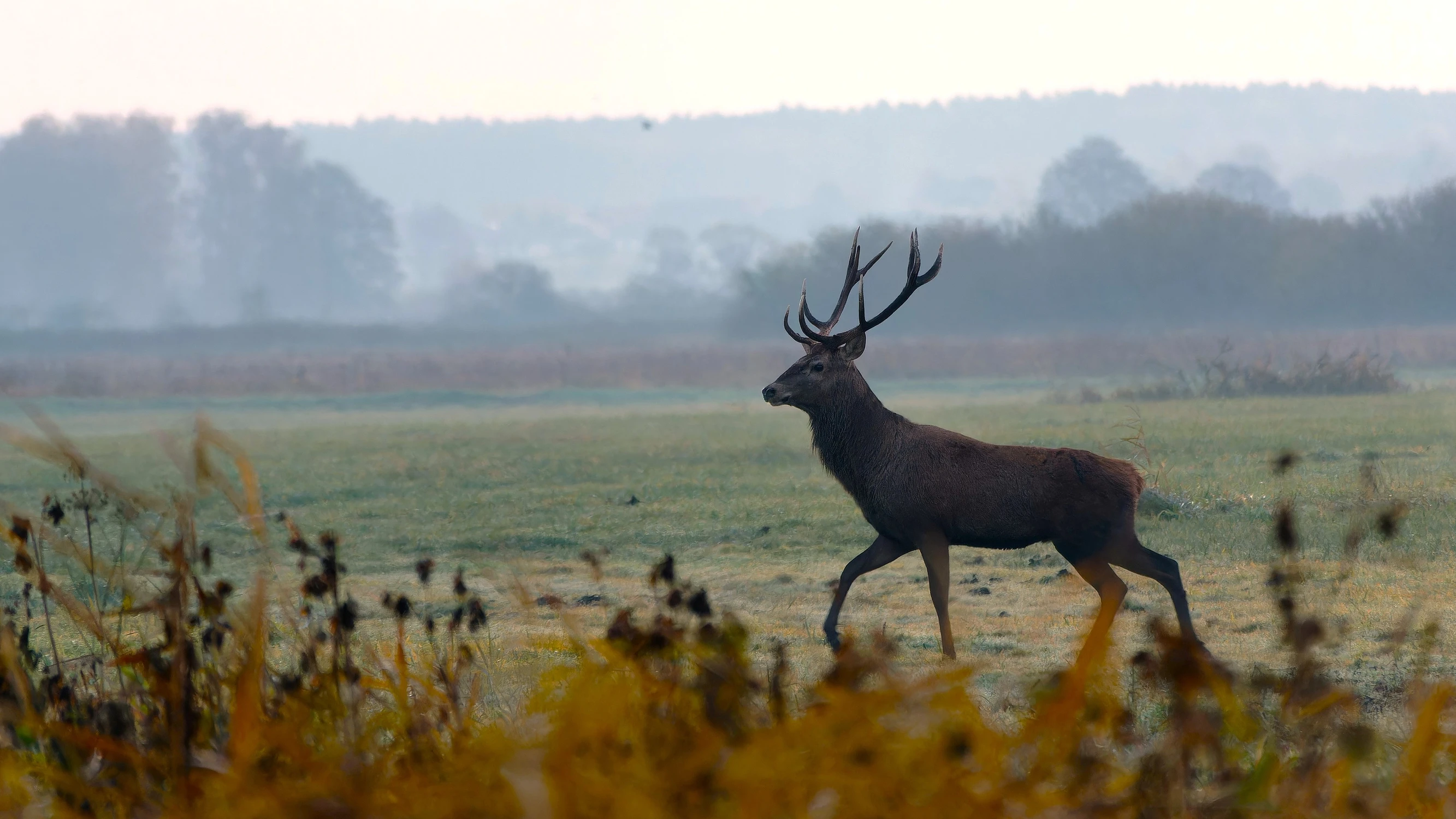 dostojnie i z gracją .. jak zawsze