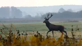 dostojnie i z gracją .. jak zawsze