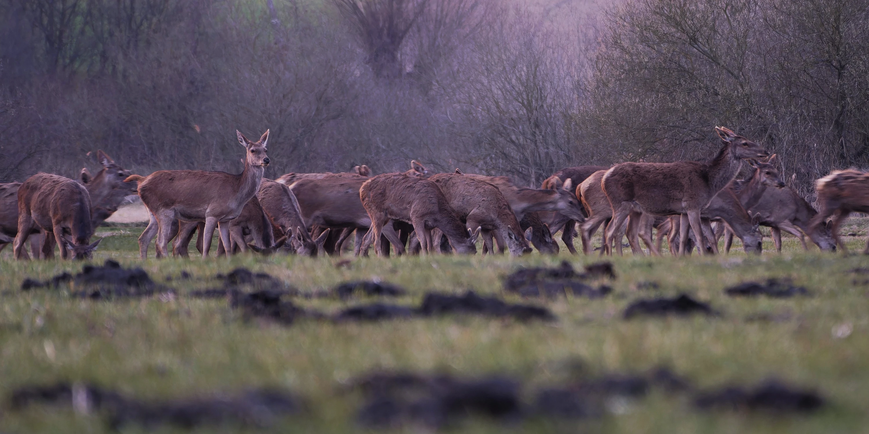 wiosenny tłok poranny