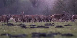 wiosenny tłok poranny