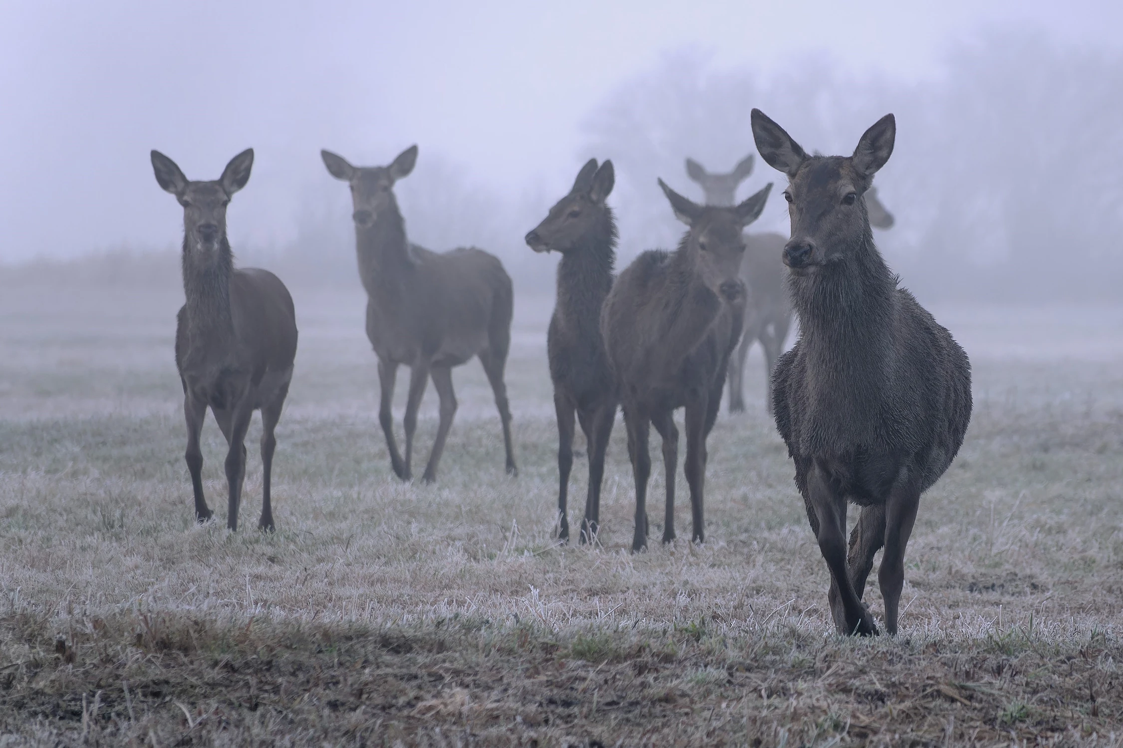 królowa jest tylko jedna