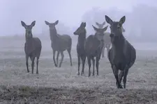 królowa jest tylko jedna