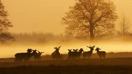 kładą uszy .. będzie fight