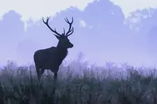 pretendent ... może za rok