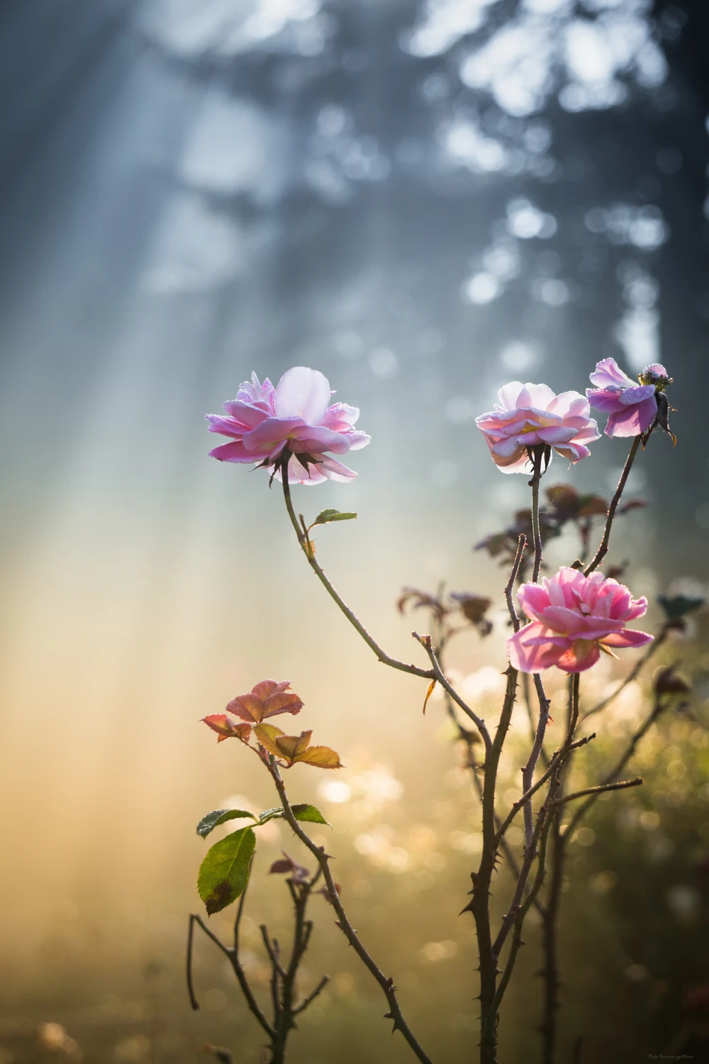 Otulone porannym światłem 