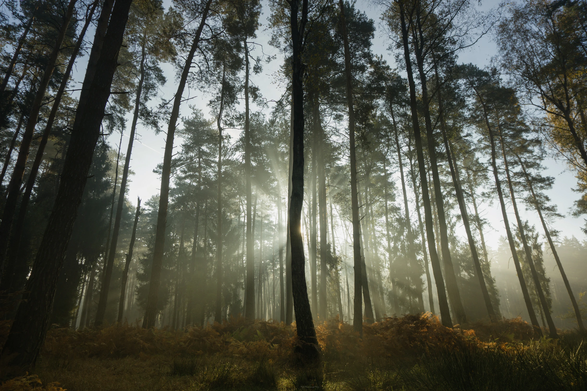 Oko w oko z leśną damą 