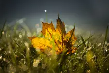 Świeżość poranka