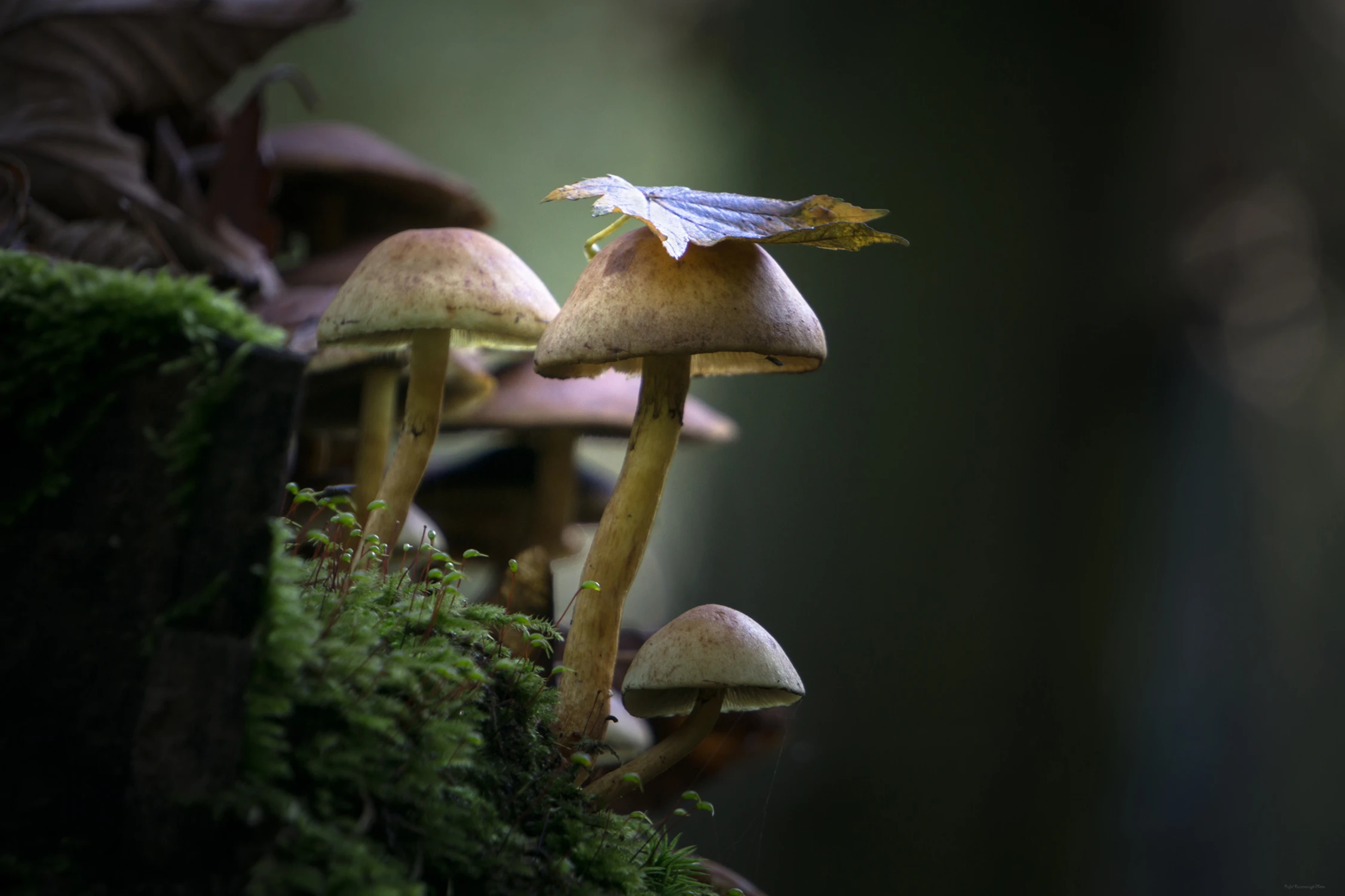 Z liściem na głowie 