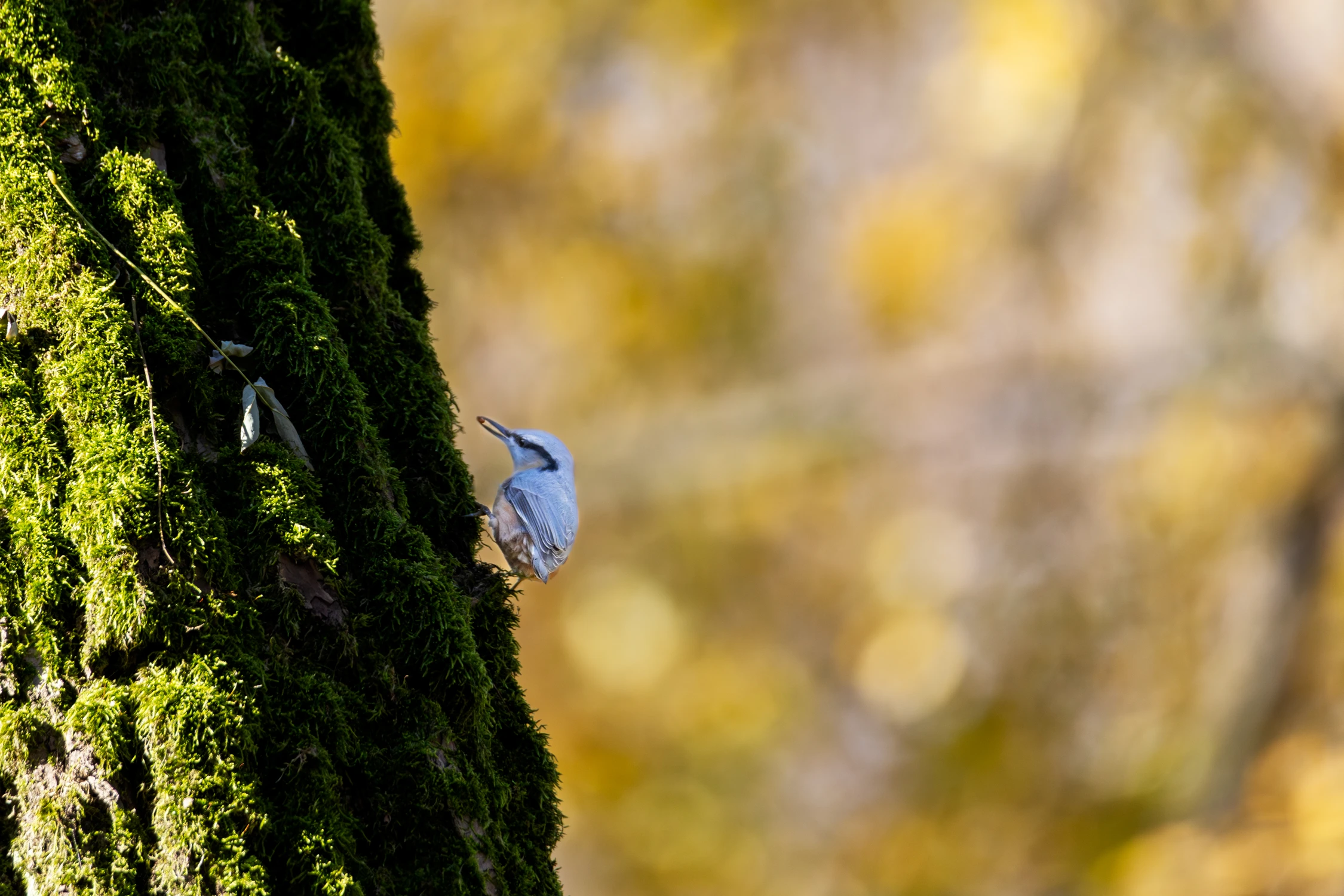 Złota Polska jesień 🍁🌟