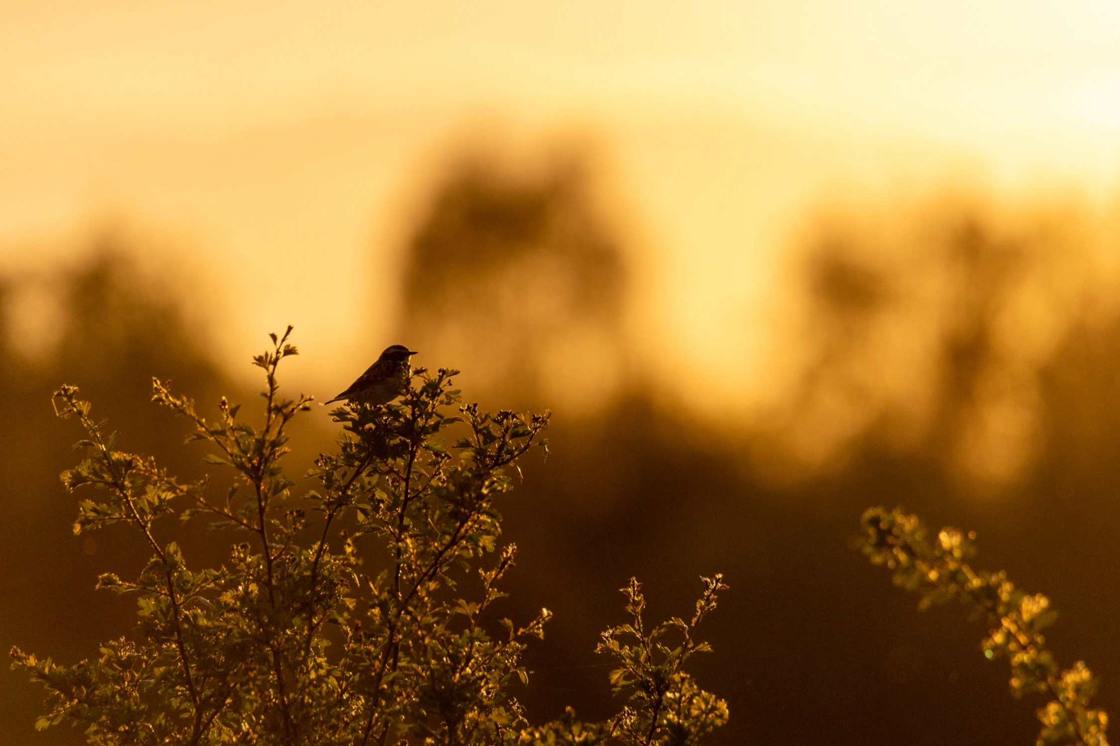 "Golden hour"