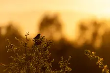 "Golden hour"
