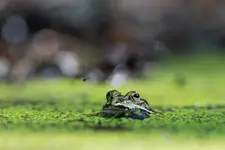 Żaba Zielona🐸