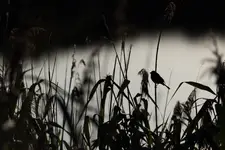 Pomiędzy światłami
