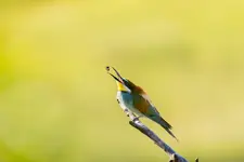 📸 Magia chwili z żołną zwyczajną (Merops apiaster)