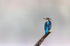 Zimorodek