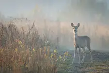 Szepty poranka