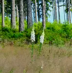 DSCF3536