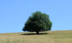 DSCF3447
