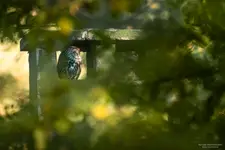 Puszczyk