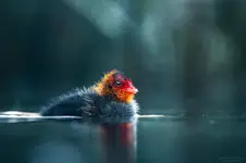 Łyska