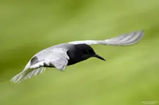 Rybitwa czarna