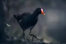 Kokoszka