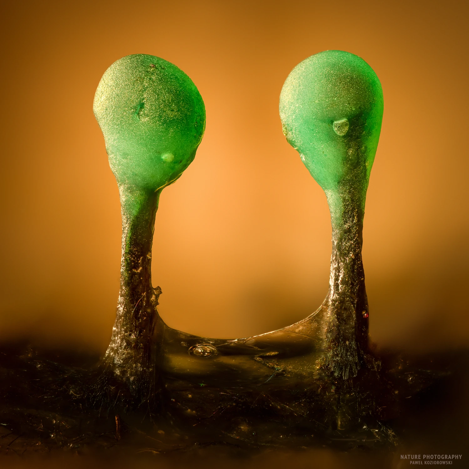 Drzewosztyfka szmaragdowa