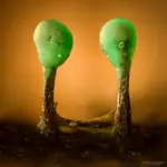 Drzewosztyfka szmaragdowa