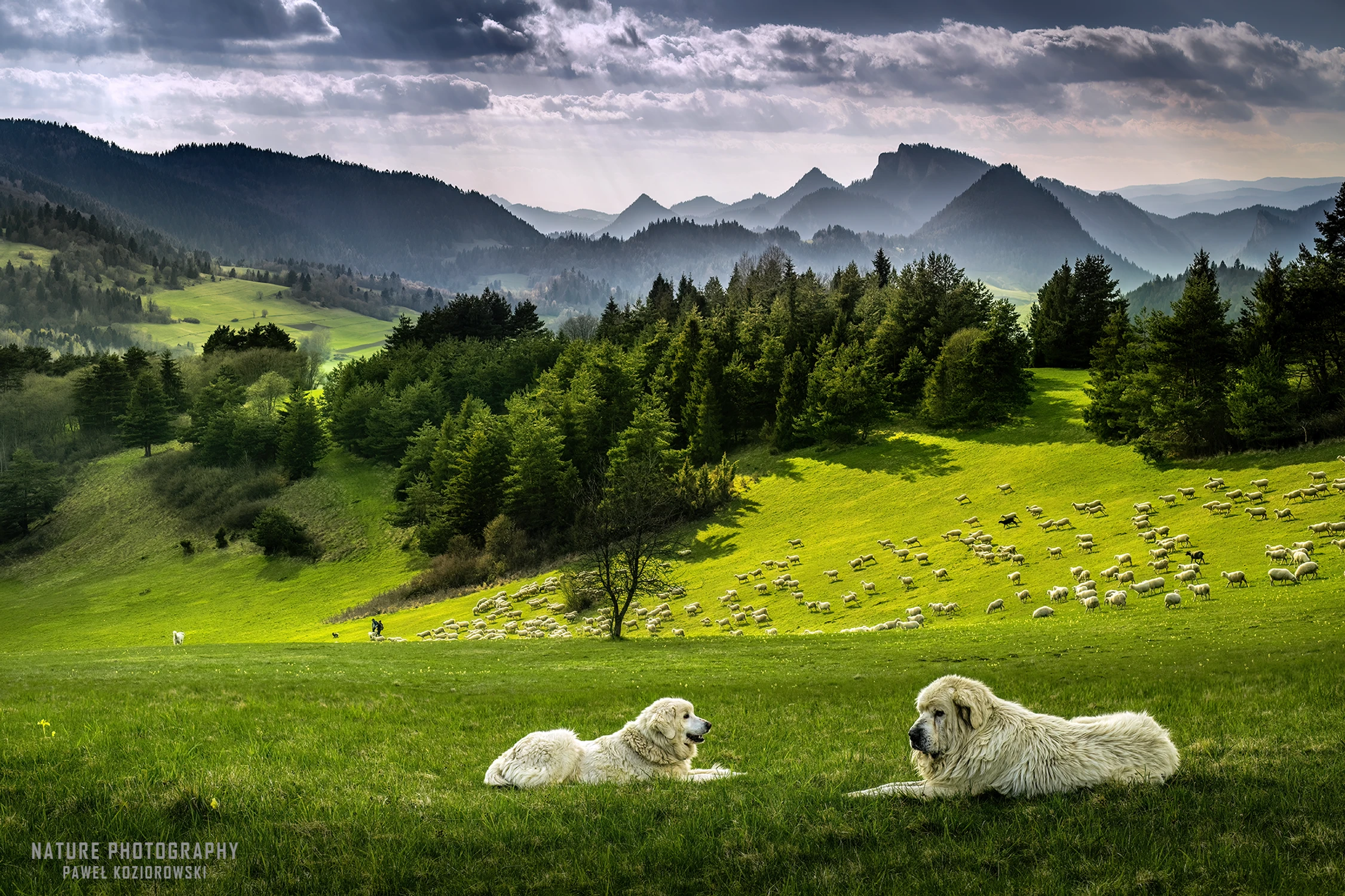 Pieniny