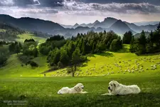 Pieniny