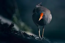 Pterodaktyl