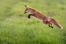 Polowanie
