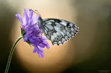 Polowiec szachownica