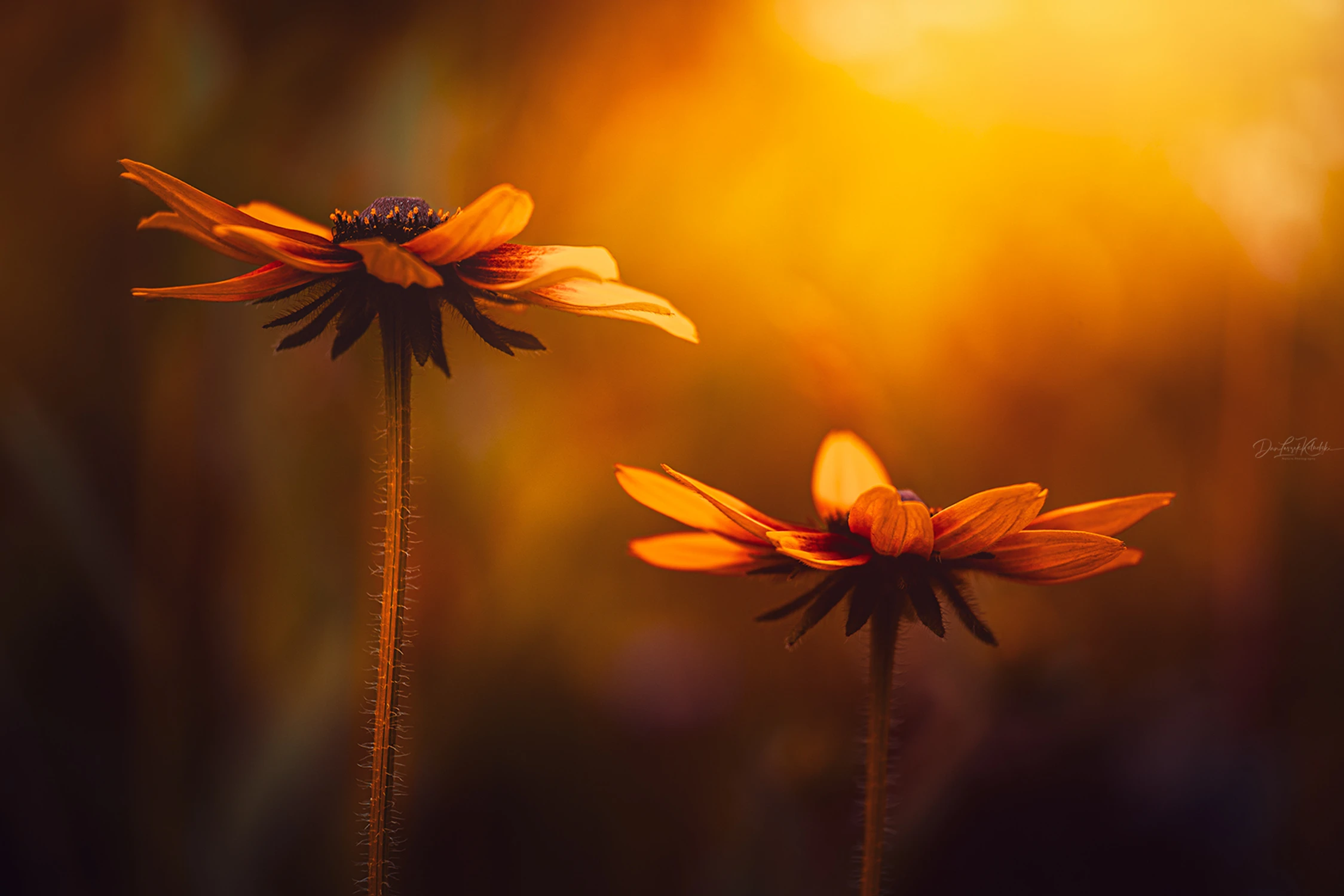 on a July afternoon.....