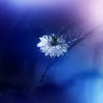 Awakening