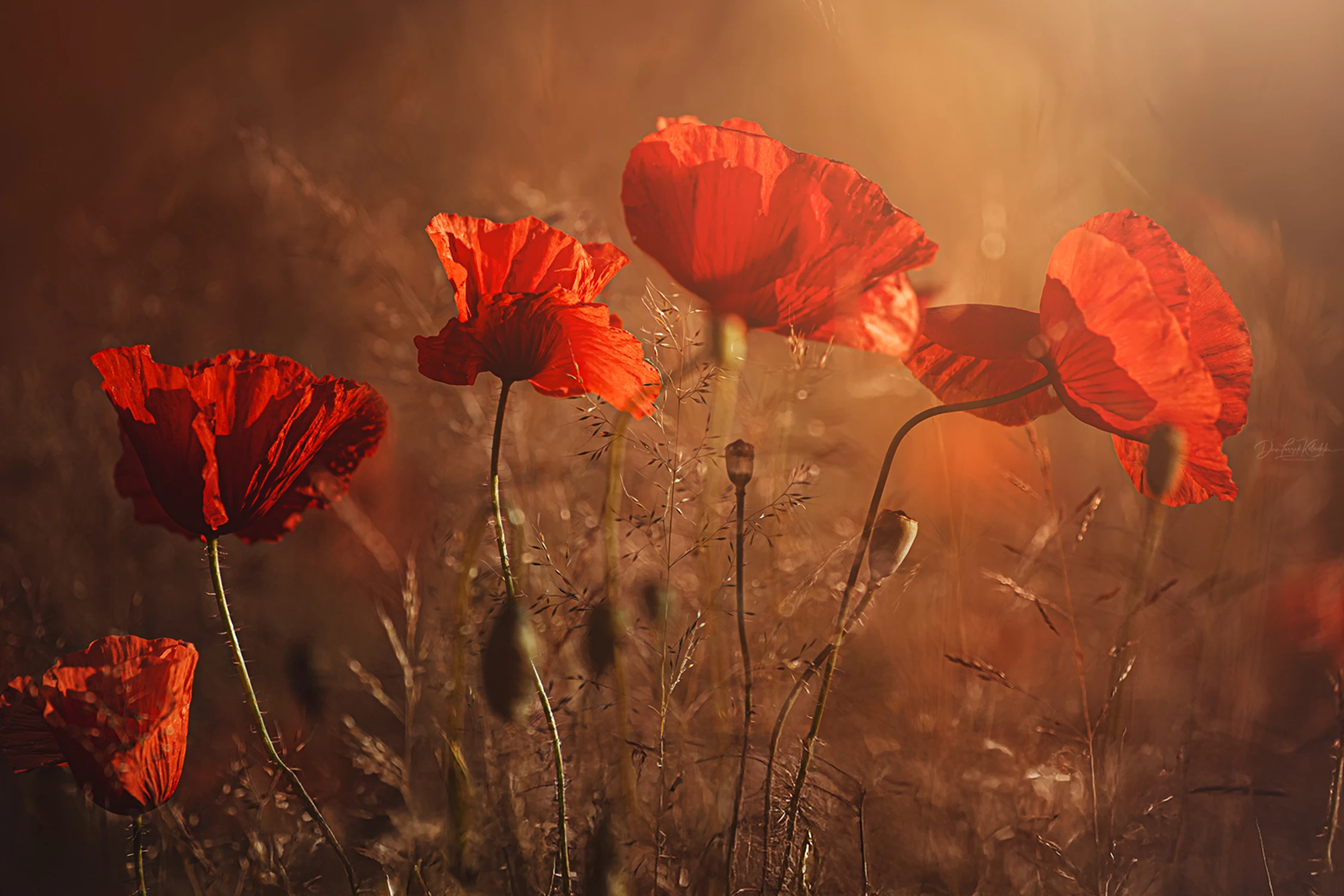 the scent of summer....