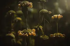 the smell of summer.....