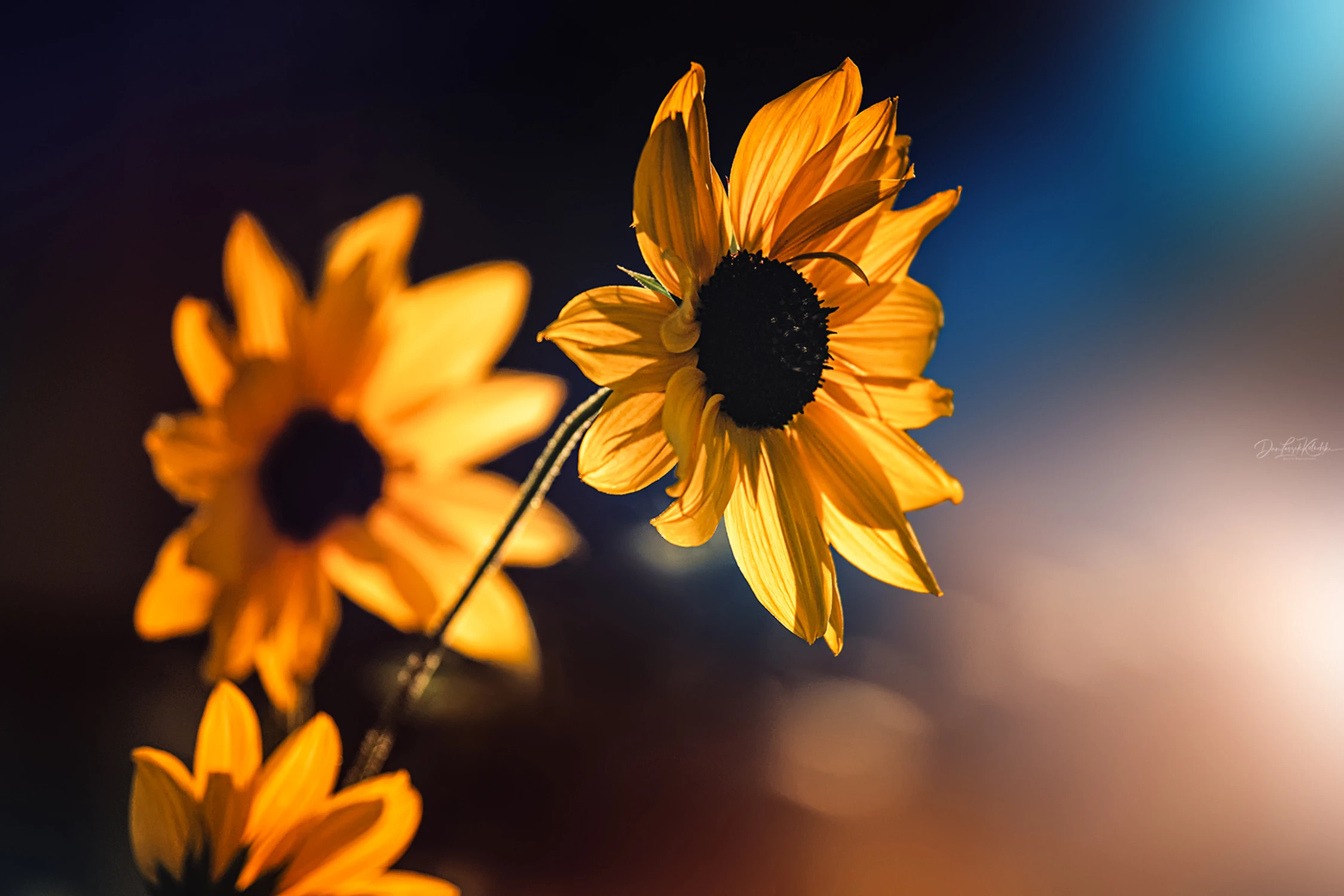 painting with light......