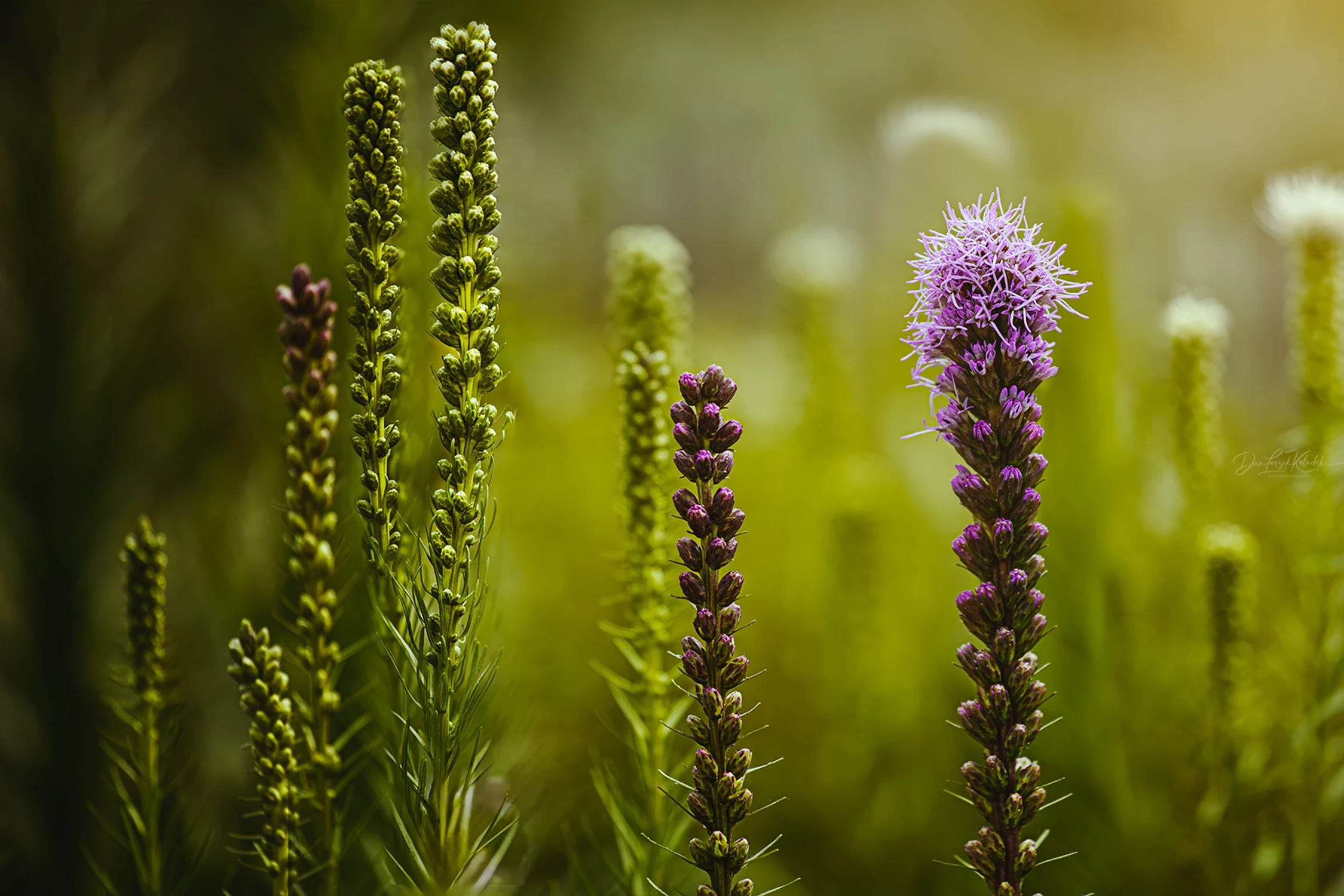 colors of summer....