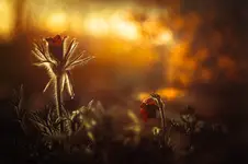 March afternoon...(2)