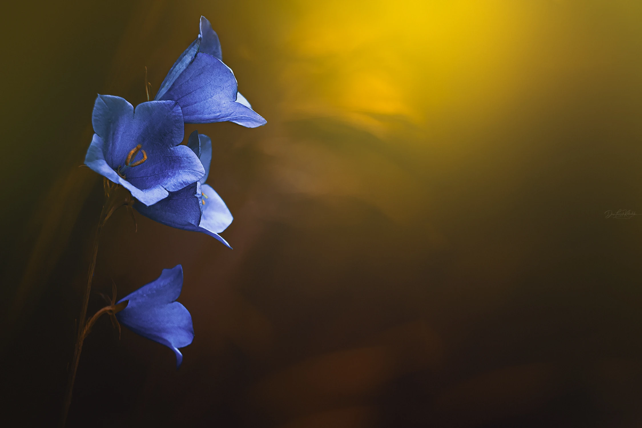 Elven lanterns...
