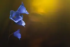 Elven lanterns...