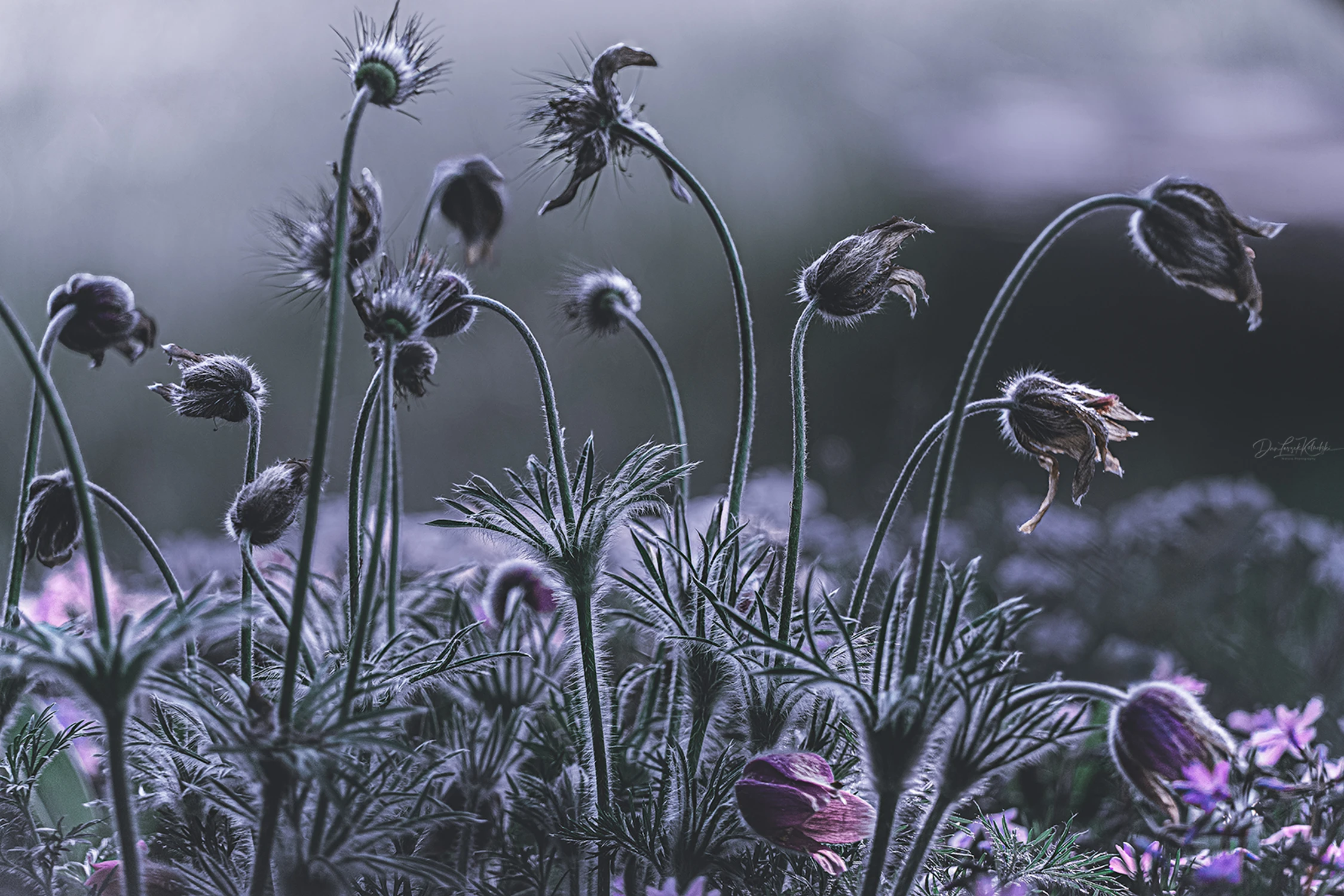 Day of the Triffids...