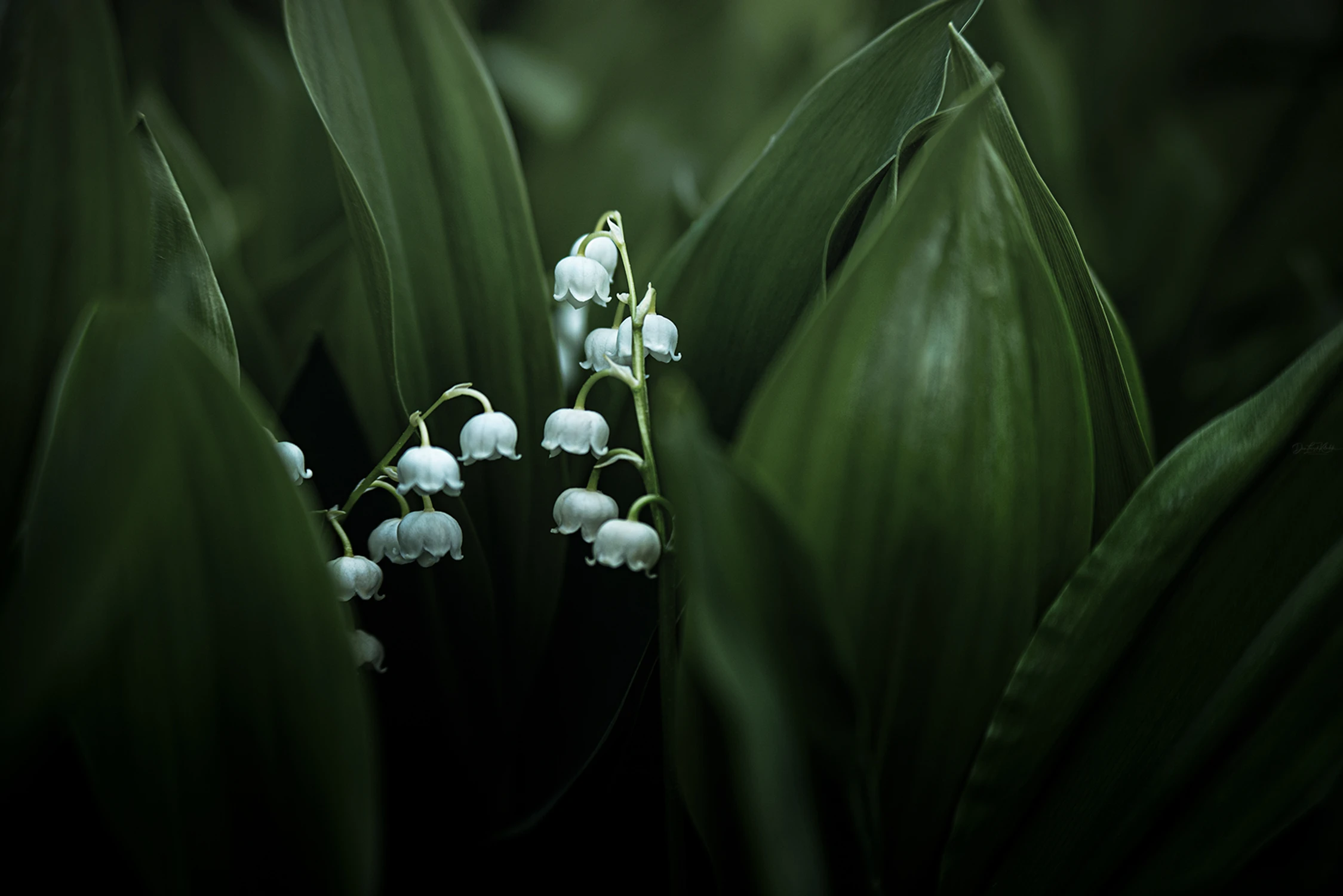 May impression......