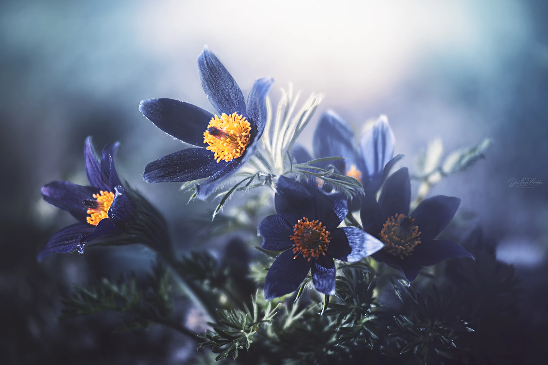 in the spring garden....